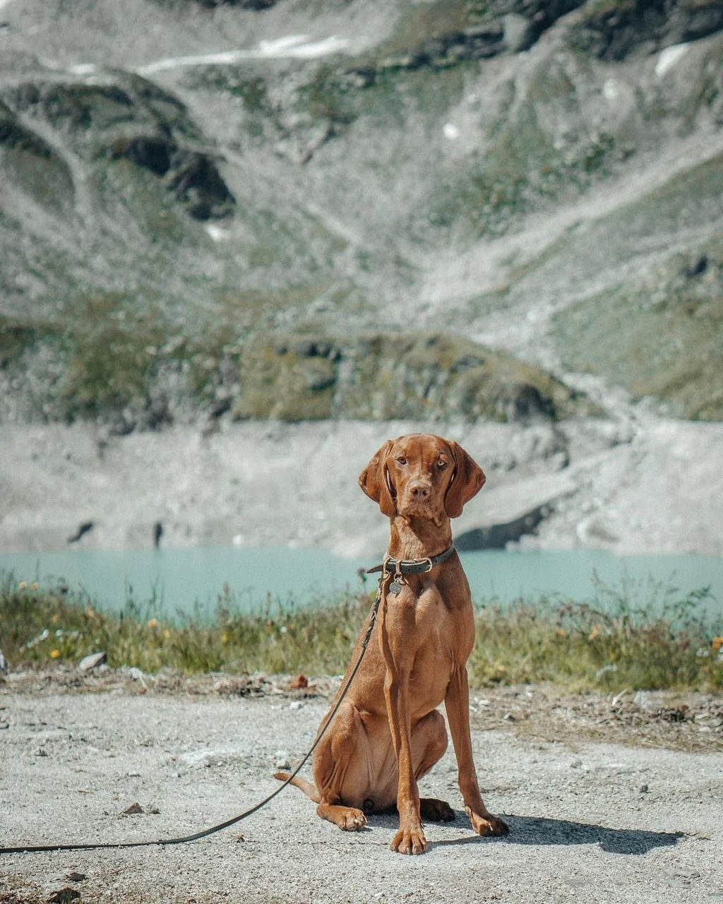 Butter | Laisse de ville pour chien en cuir & laiton massif (11 coloris) - Jean - Poil - Violet foncé