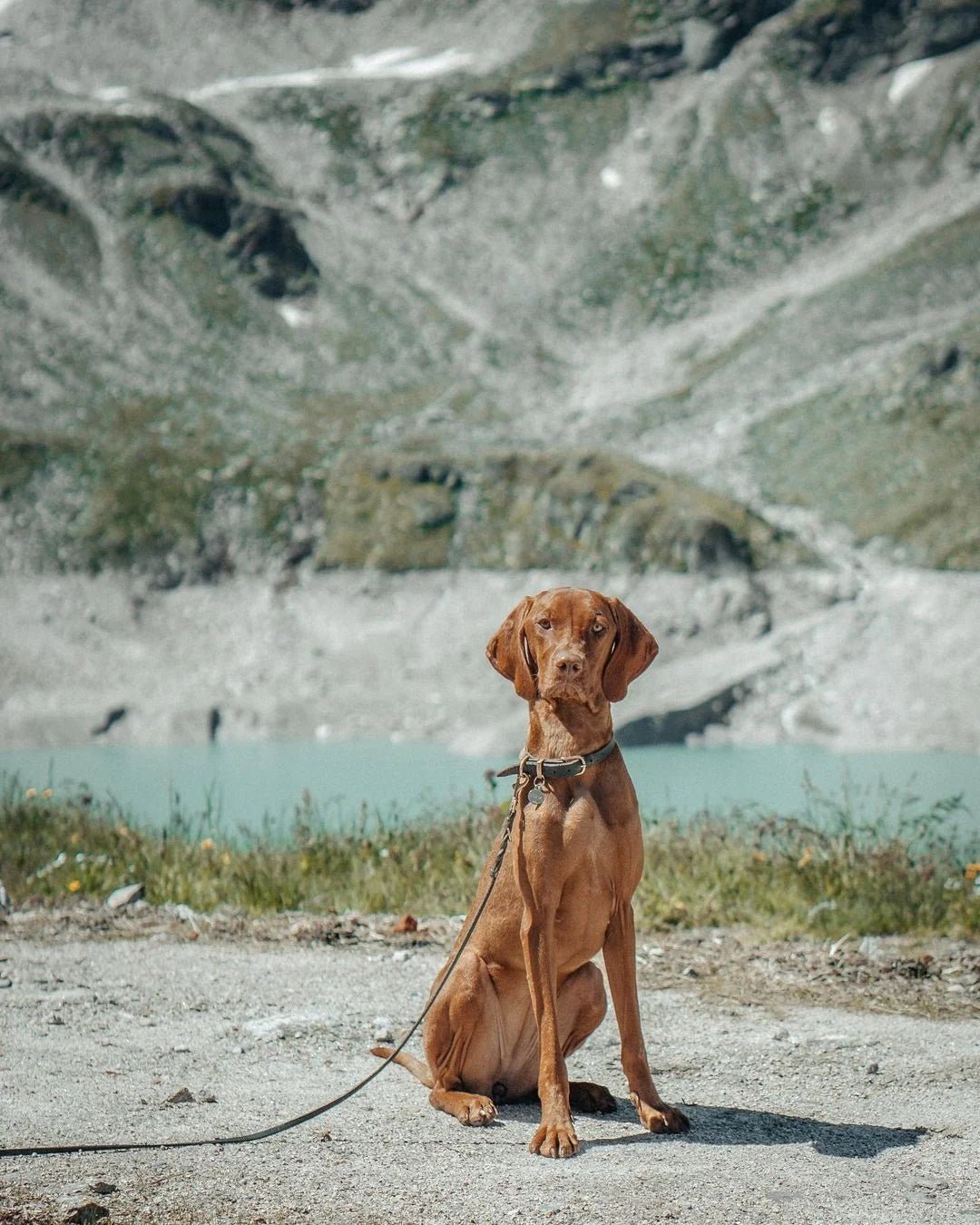 Butter | Laisse de ville pour chien en cuir & laiton massif (11 coloris) - Jean - Poil - Violet foncé
