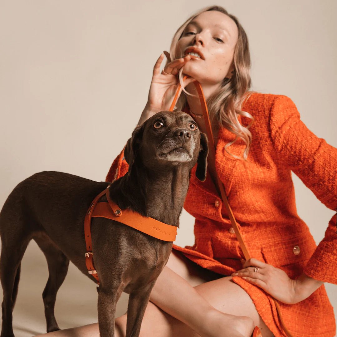 Butter | Laisse de ville pour chien en cuir & laiton massif (11 coloris) - Jean - Poil - Violet foncé