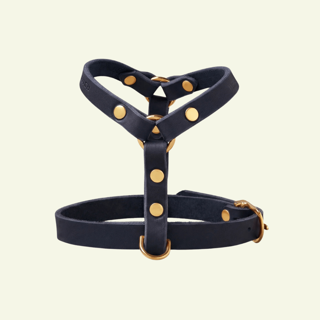 Butter Y | Harnais pour chien en cuir, finition laiton ou acier (10 coloris) - Jean-Poil - Bleu marine