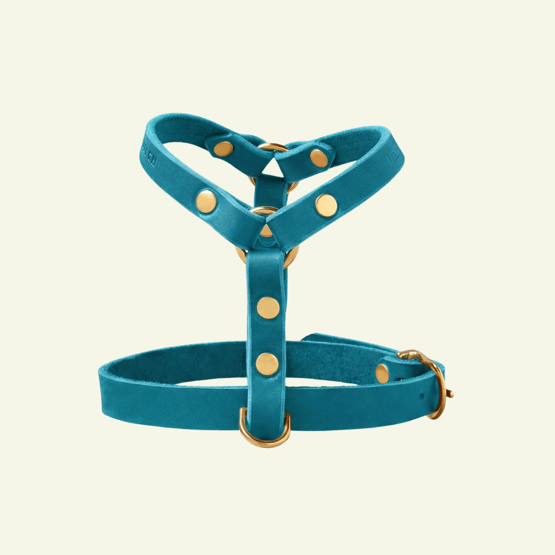 Butter Y | Harnais pour chien en cuir, finition laiton ou acier (10 coloris) - Jean-Poil - Bleu turquoise