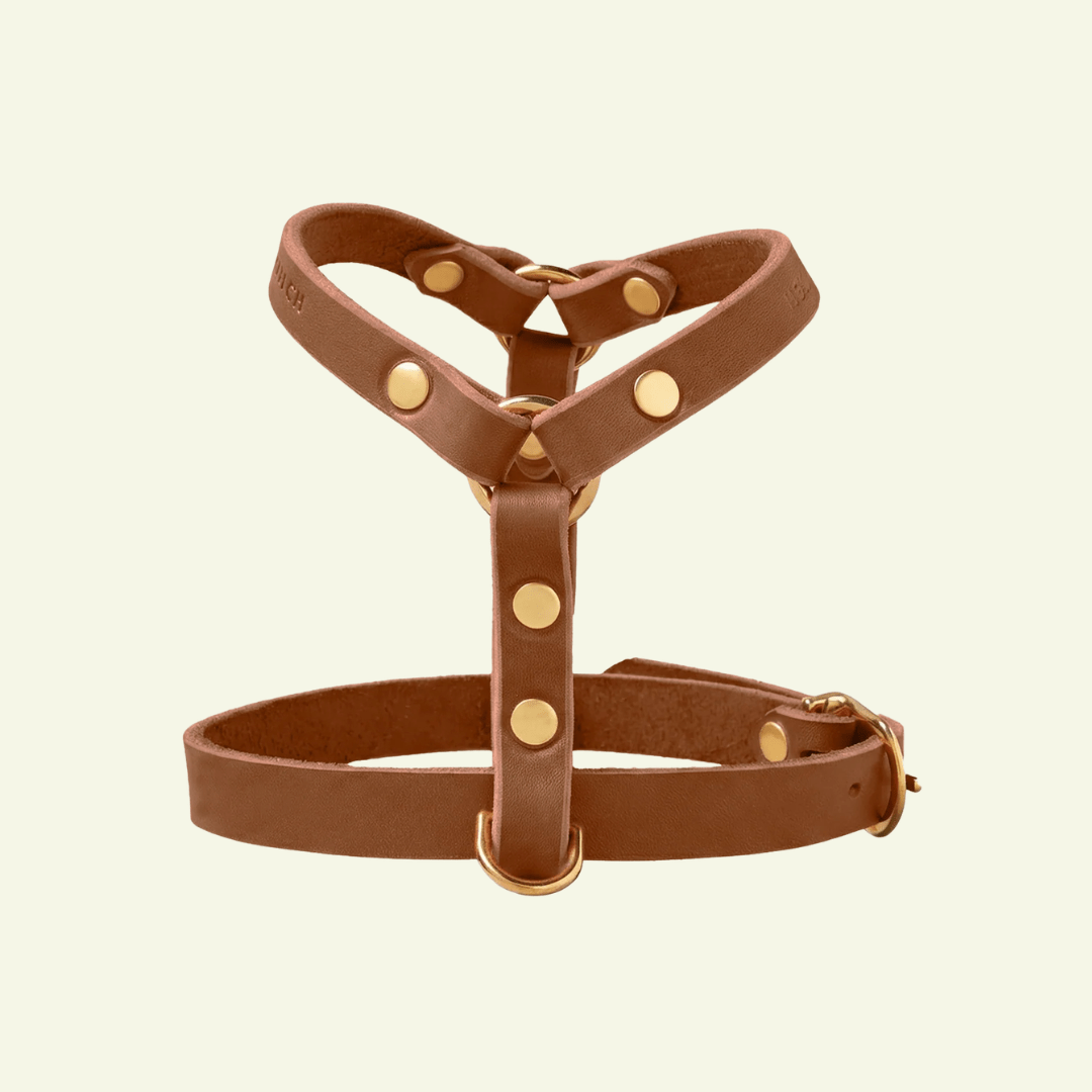 Butter Y | Harnais pour chien en cuir, finition laiton ou acier (10 coloris) - Jean-Poil - Cognac