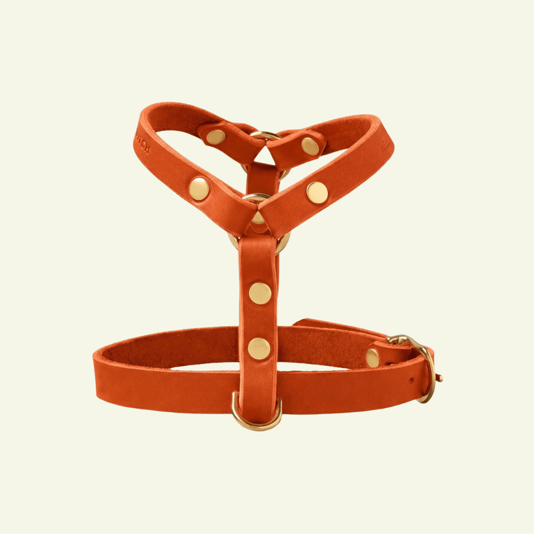 Butter Y | Harnais pour chien en cuir, finition laiton ou acier (10 coloris) - Jean-Poil - Mangue