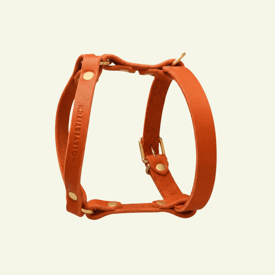 Butter Y | Harnais pour chien en cuir, finition laiton ou acier (10 coloris) - Jean - Poil - orange