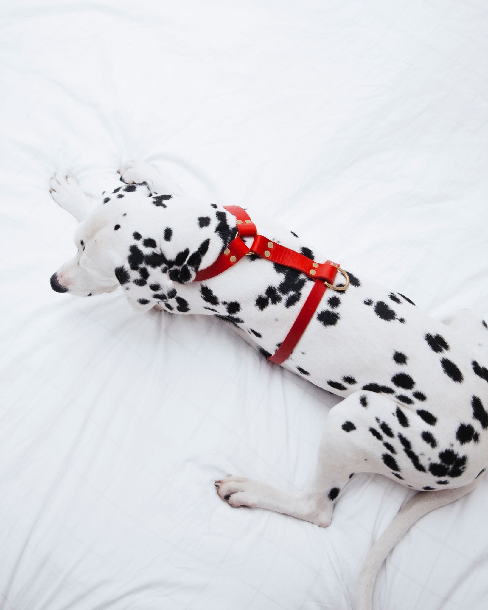Butter Y | Harnais pour chien en cuir, finition laiton ou acier (10 coloris) - Jean - Poil - Rose corail