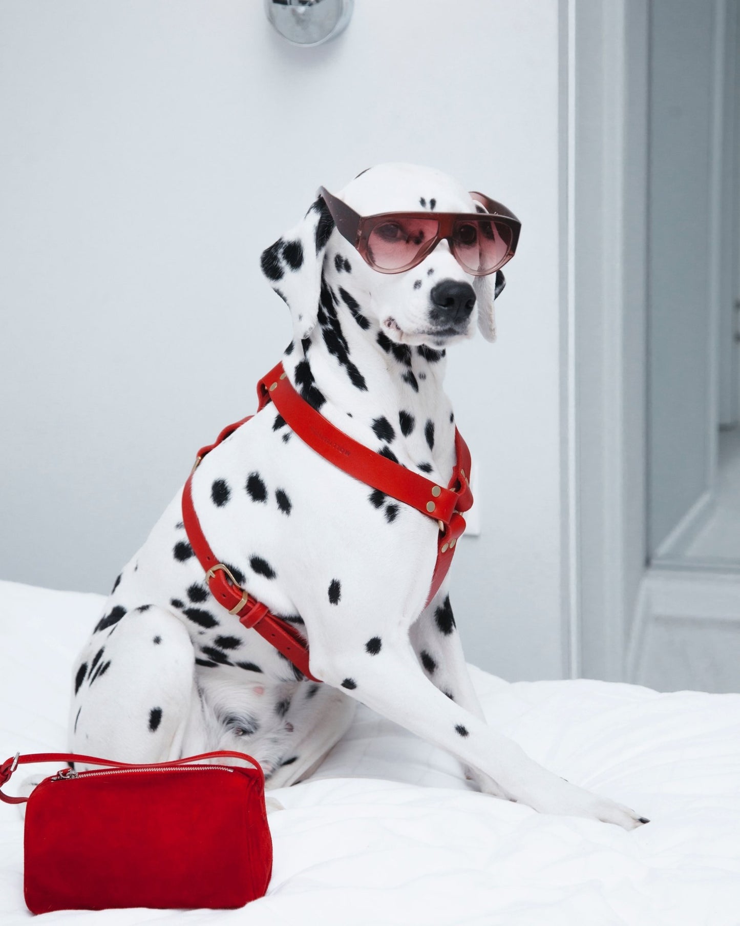 Butter Y | Harnais pour chien en cuir, finition laiton ou acier (10 coloris) - Jean - Poil - Rose corail