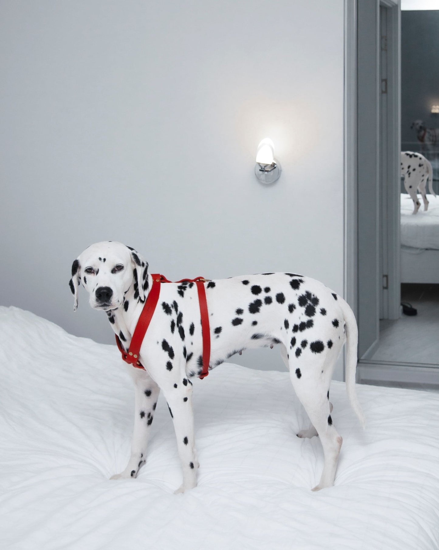 Butter Y | Harnais pour chien en cuir, finition laiton ou acier (10 coloris) - Jean - Poil - Rose corail