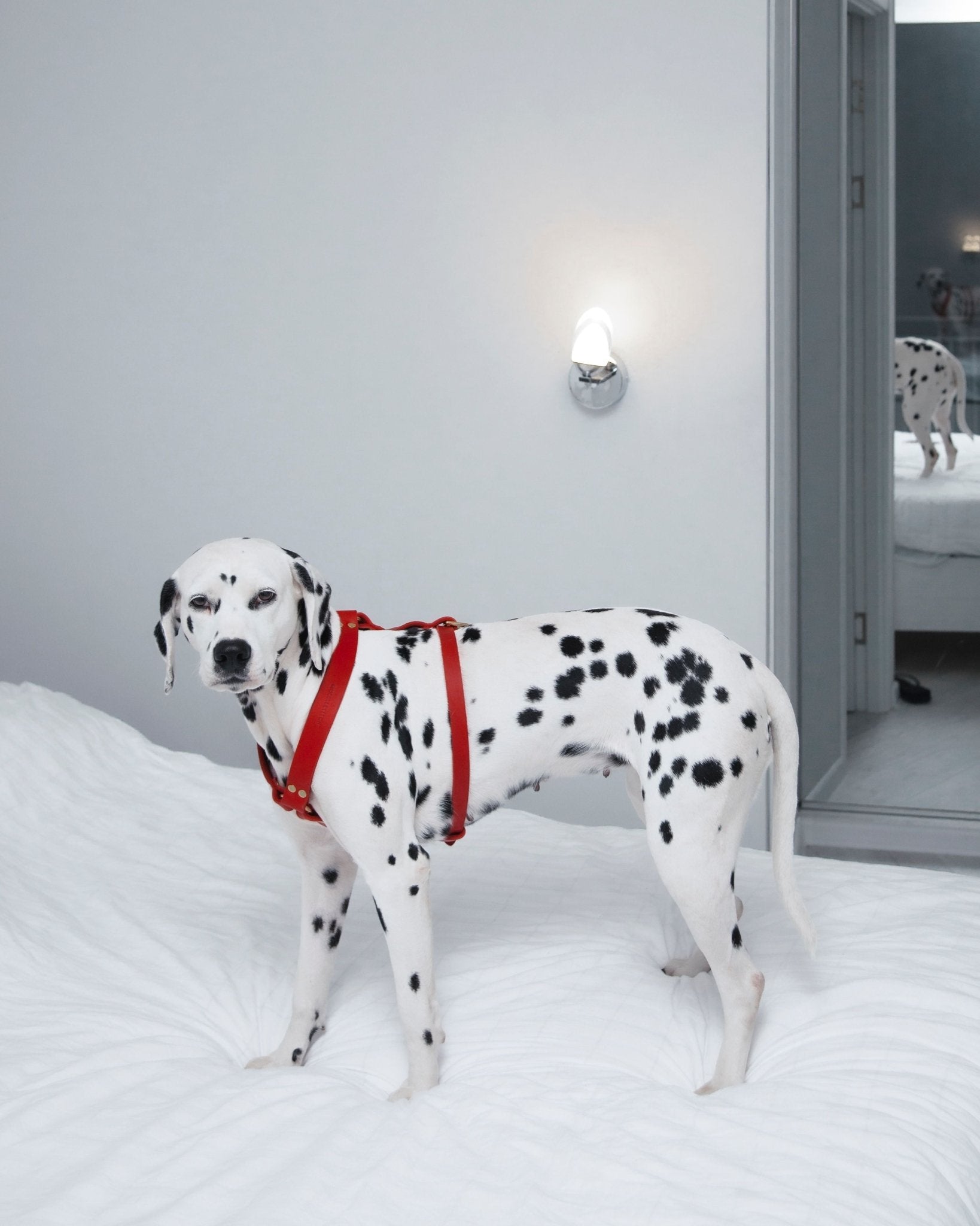 Butter Y | Harnais pour chien en cuir, finition laiton ou acier (10 coloris) - Jean - Poil - Rose corail