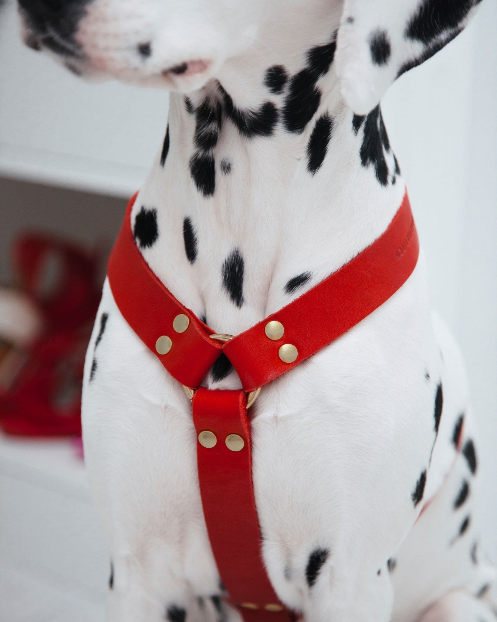 Butter Y | Harnais pour chien en cuir, finition laiton ou acier (10 coloris) - Jean - Poil - Rose corail