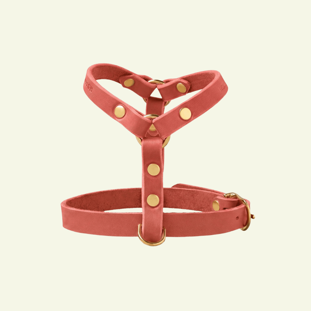 Butter Y | Harnais pour chien en cuir, finition laiton ou acier (10 coloris) - Jean-Poil - Rose corail