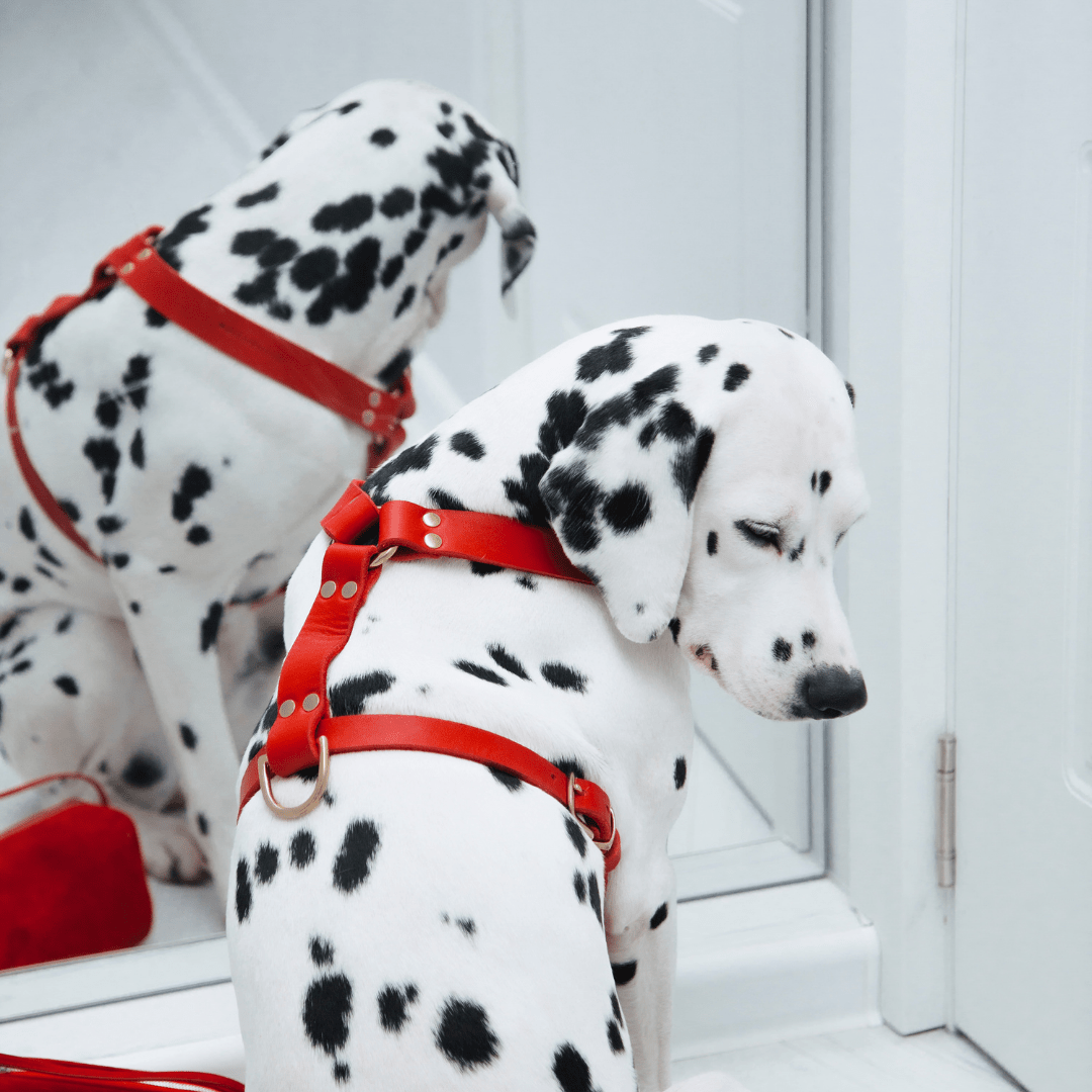 Butter Y | Harnais pour chien en cuir, finition laiton ou acier (10 coloris) - Jean - Poil - Rose corail