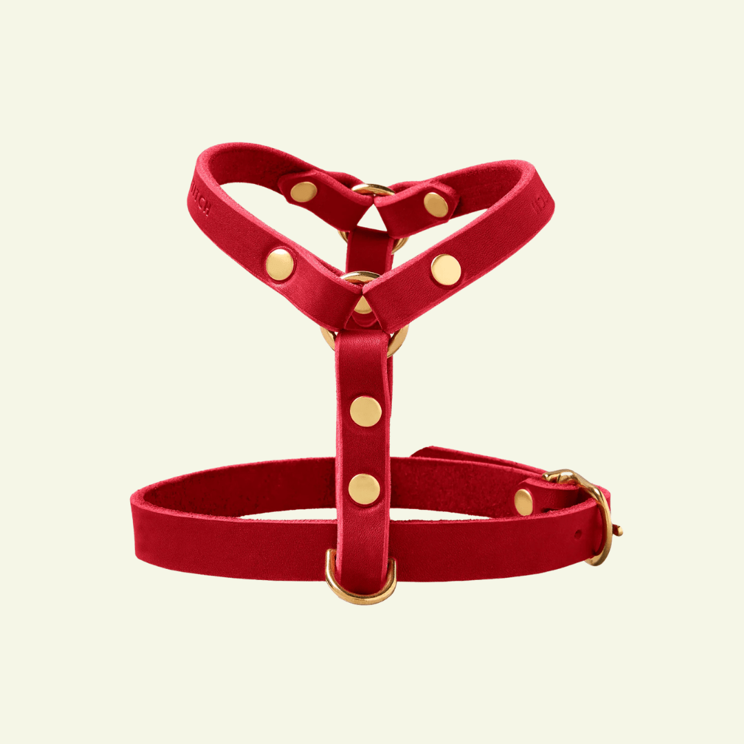 Butter Y | Harnais pour chien en cuir, finition laiton ou acier (10 coloris) - Jean-Poil - Rouge