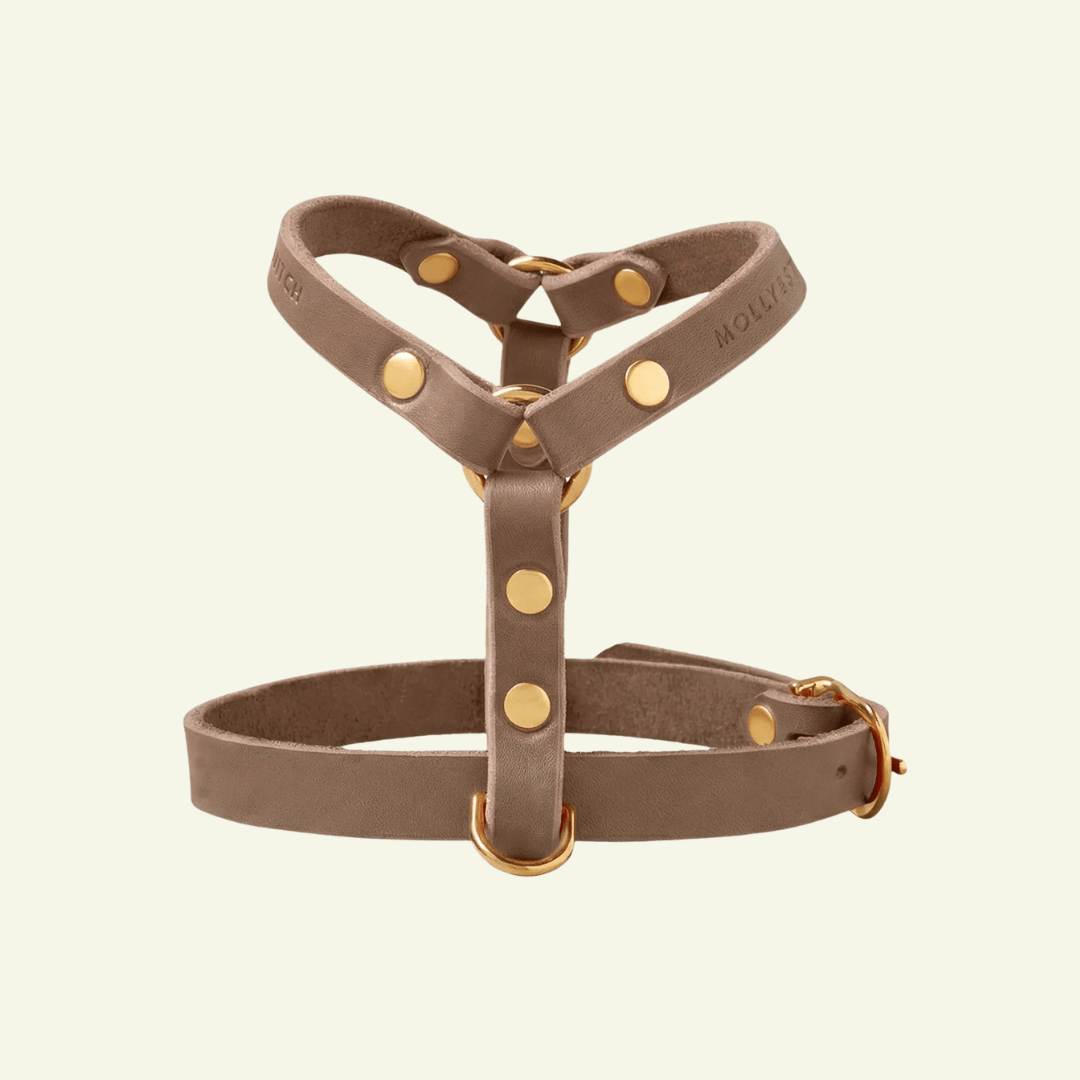 Butter Y | Harnais pour chien en cuir, finition laiton ou acier (10 coloris) - Jean-Poil - Taupe