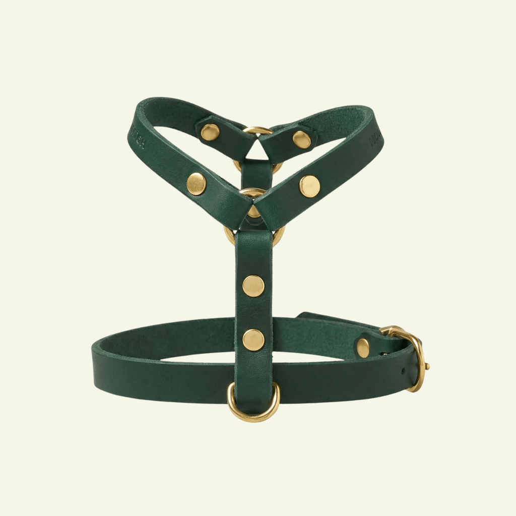 Butter Y | Harnais pour chien en cuir, finition laiton ou acier (10 coloris) - Jean - Poil - Vert