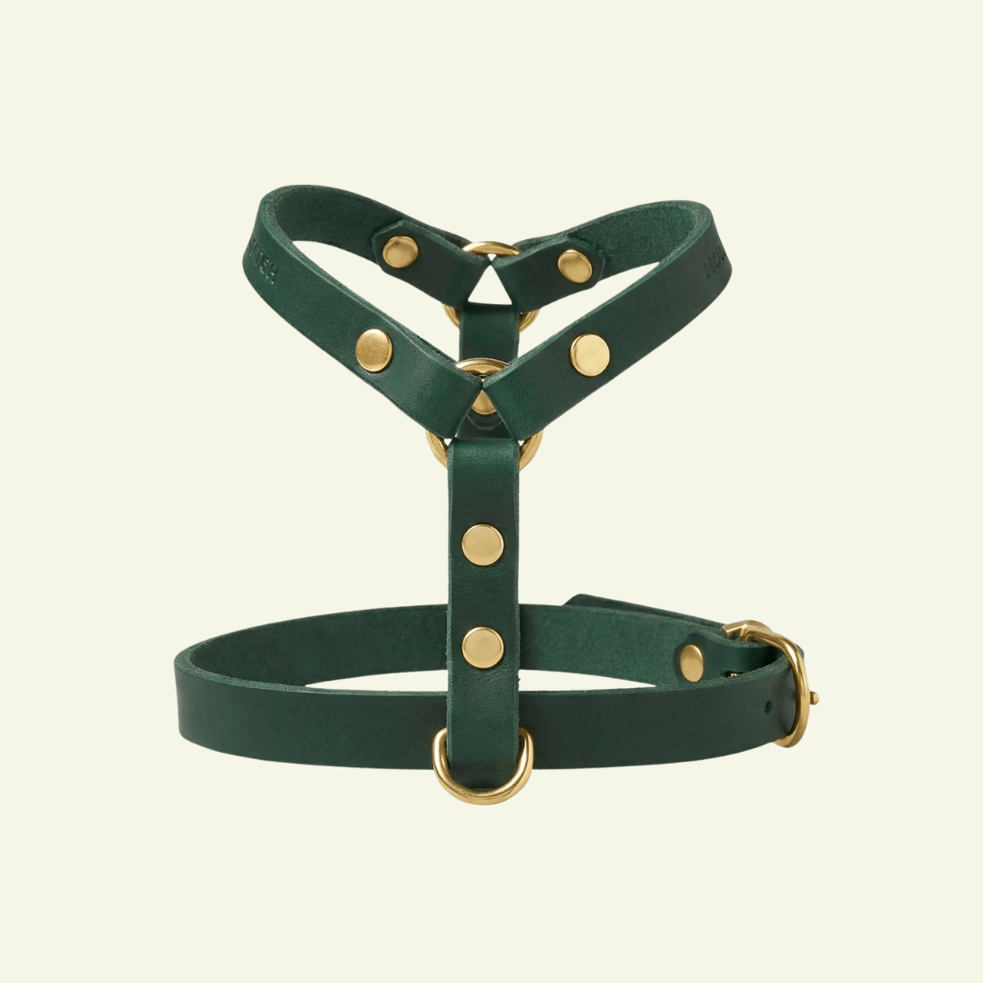 Butter Y | Harnais pour chien en cuir, finition laiton ou acier (10 coloris) - Jean - Poil - Vert
