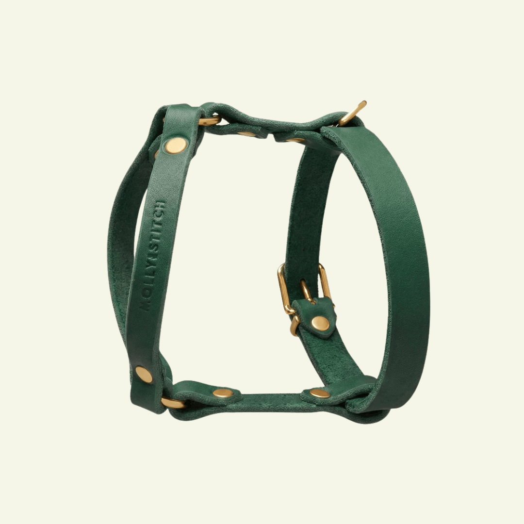 Butter Y | Harnais pour chien en cuir, finition laiton ou acier (10 coloris) - Jean - Poil - Vert foncé