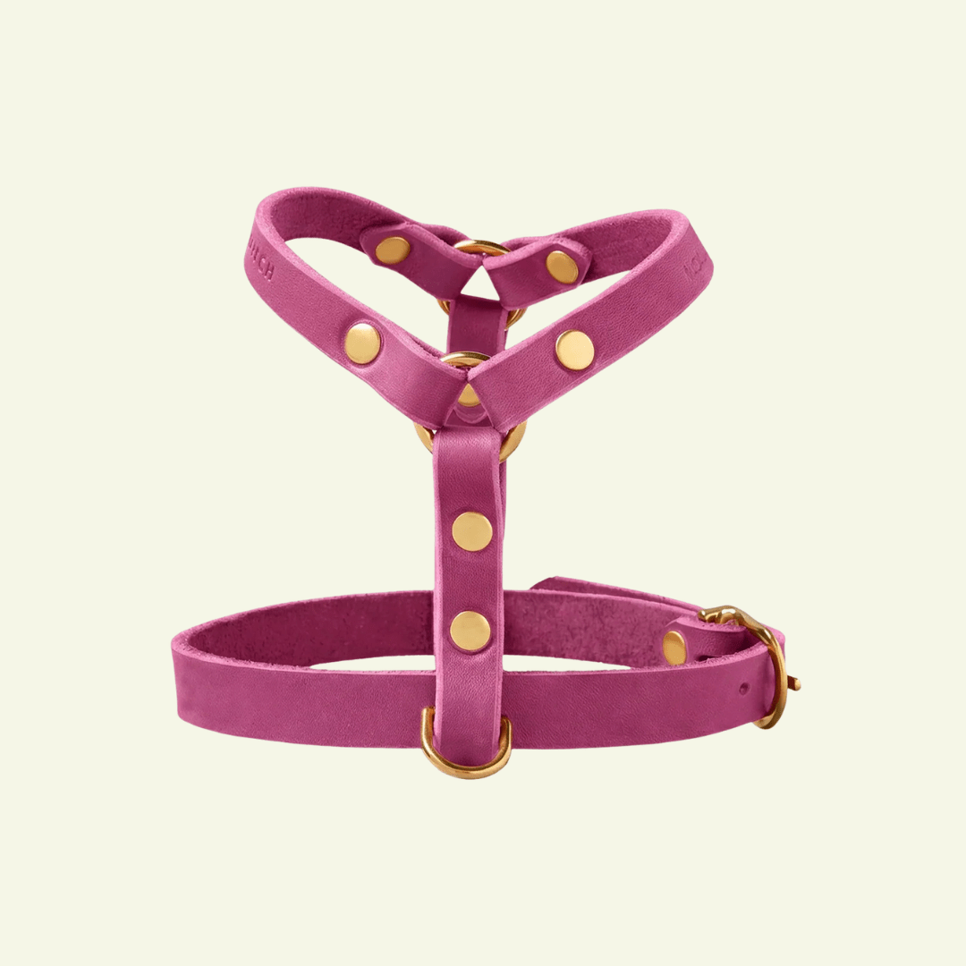 Butter Y | Harnais pour chien en cuir, finition laiton ou acier (10 coloris) - Jean-Poil - Violet foncé