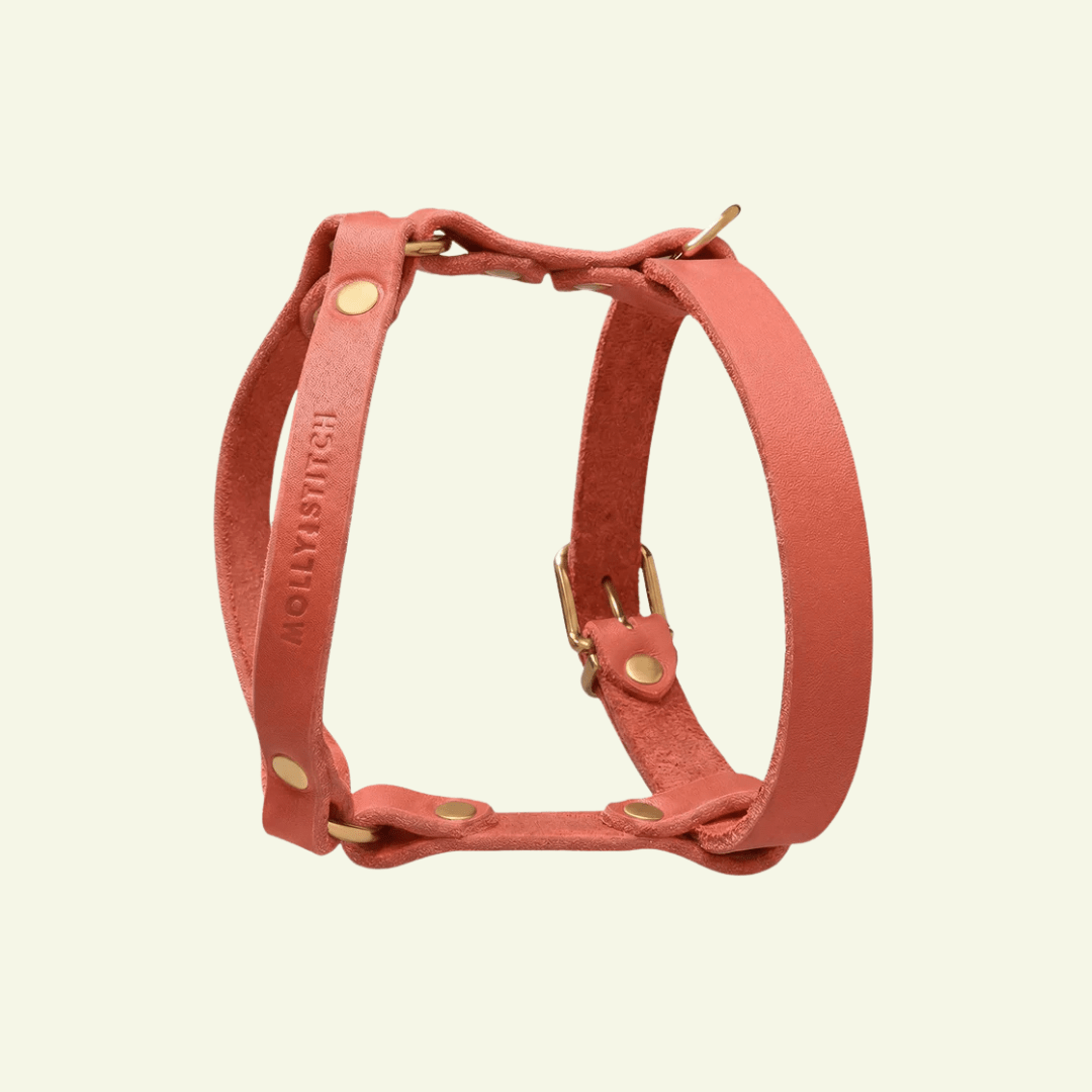 Butter Y | Harnais pour chien en cuir, finition laiton ou acier (10 coloris) - Jean-Poil - Violet foncé