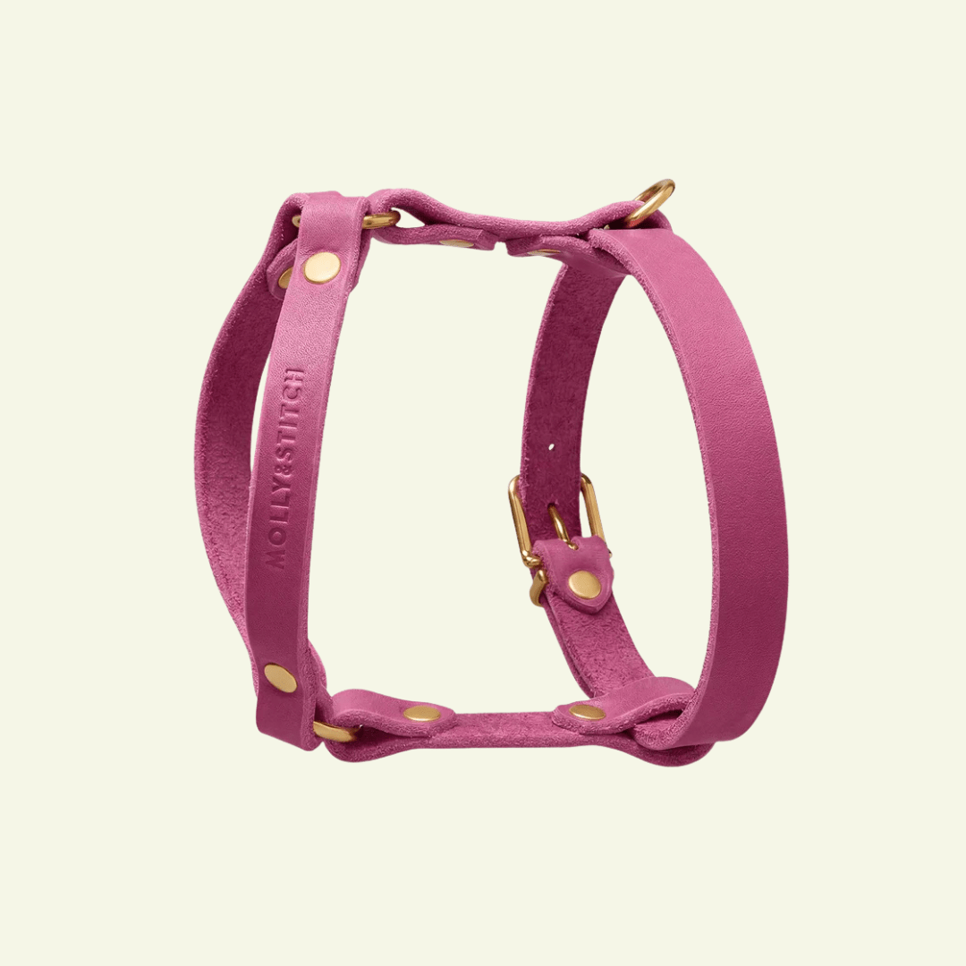 Butter Y | Harnais pour chien en cuir, finition laiton ou acier (10 coloris) - Jean - Poil - Violet foncé