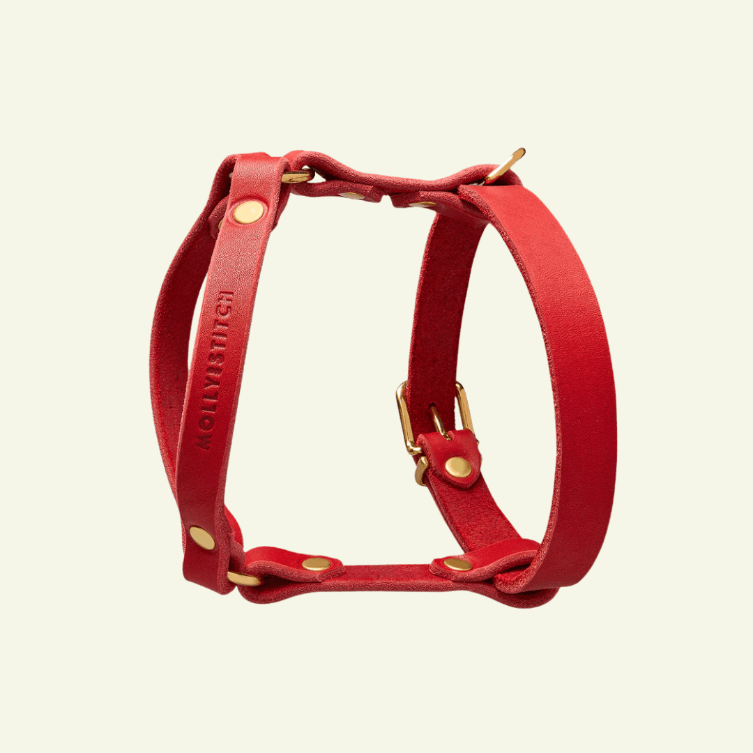 Butter Y | Harnais pour chien en cuir, finition laiton ou acier (10 coloris) - Jean-Poil - Violet foncé