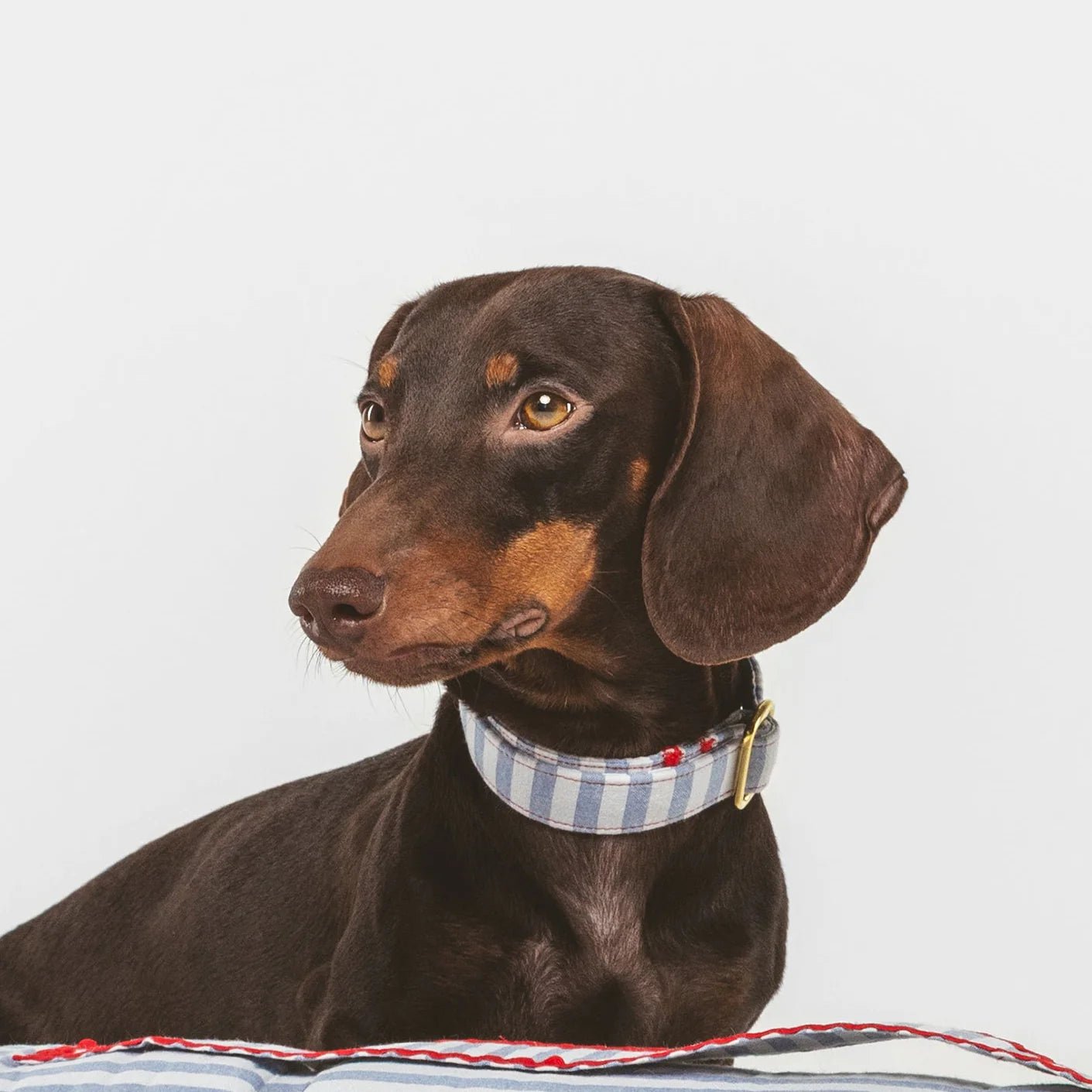 Cascais | Collier pour chien à rayures bleues et coutures rouges, fait main - Jean-Poil - 2XS