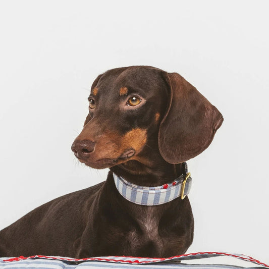 Cascais | Collier pour chien à rayures bleues et coutures rouges, fait main - Jean-Poil - 2XS