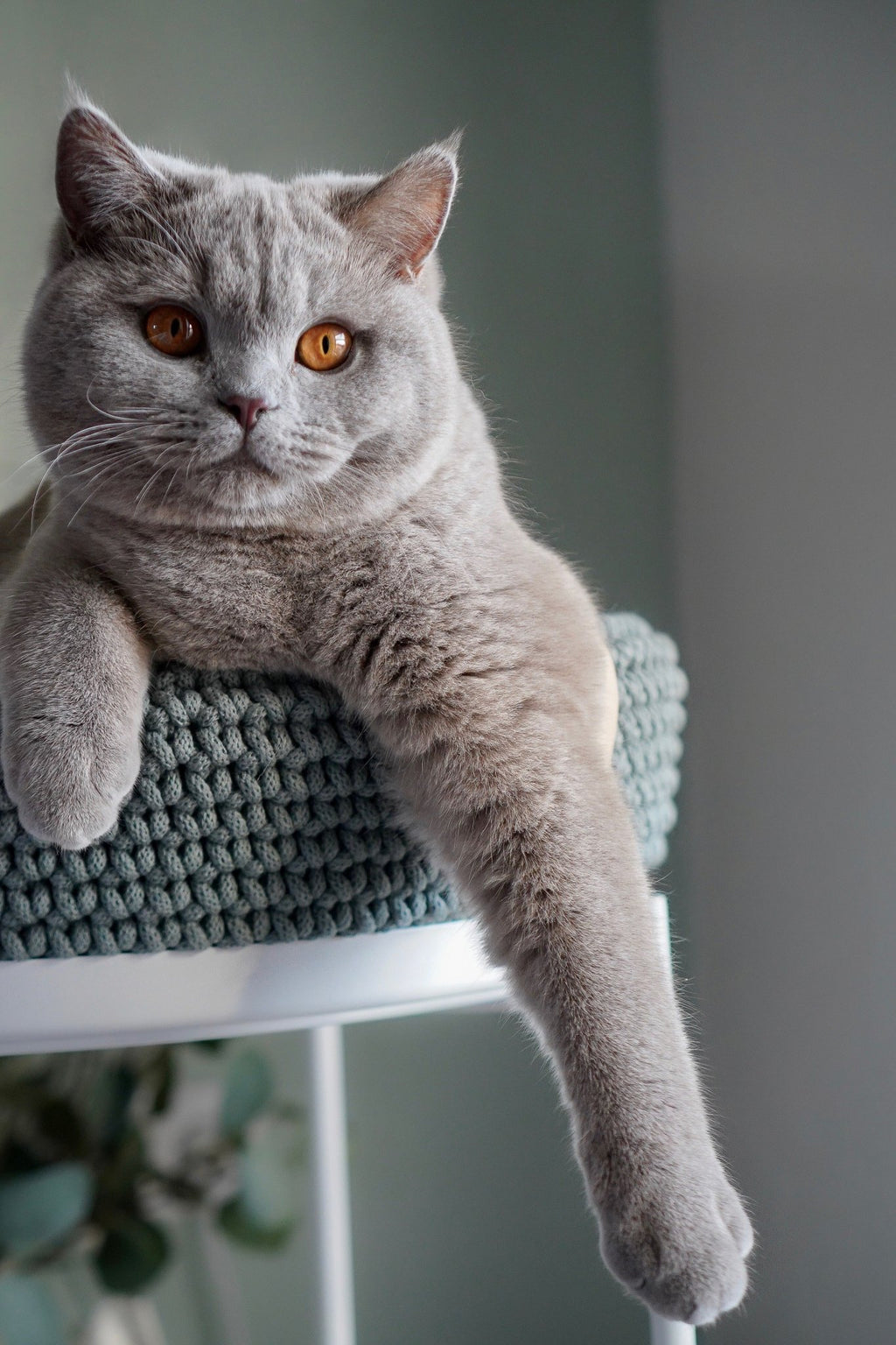 Coco | Panier design pour chat en corde de coton tressée - Jean - Poil - Beige
