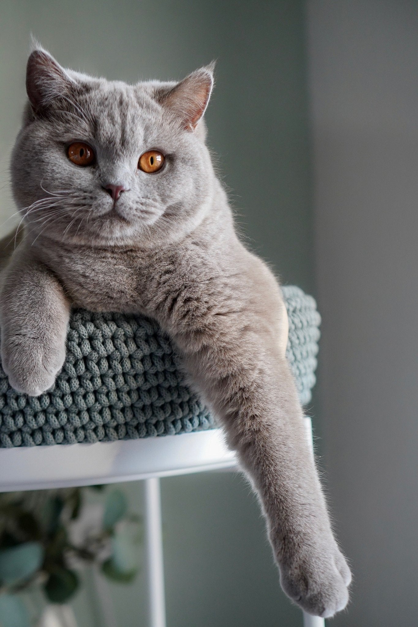 Coco | Panier design pour chat en corde de coton tressée - Jean - Poil - Beige
