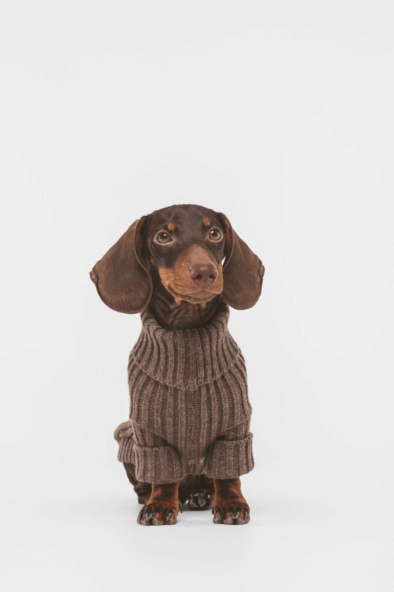 Coffee | Pull pour chien marron - Le baroudeur - Jean - Poil - XS
