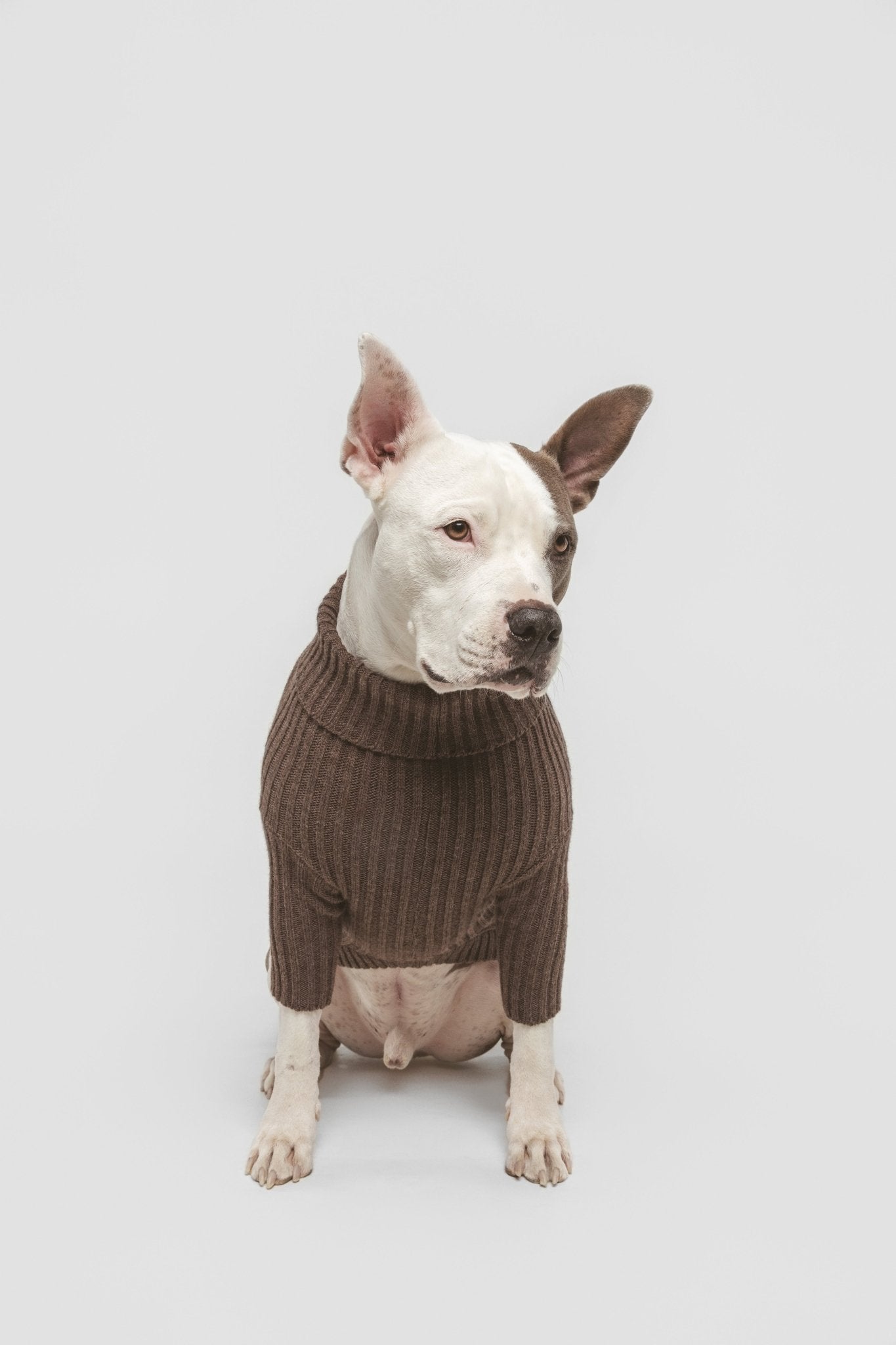 Coffee | Pull pour chien marron - Le baroudeur - Jean - Poil - XS