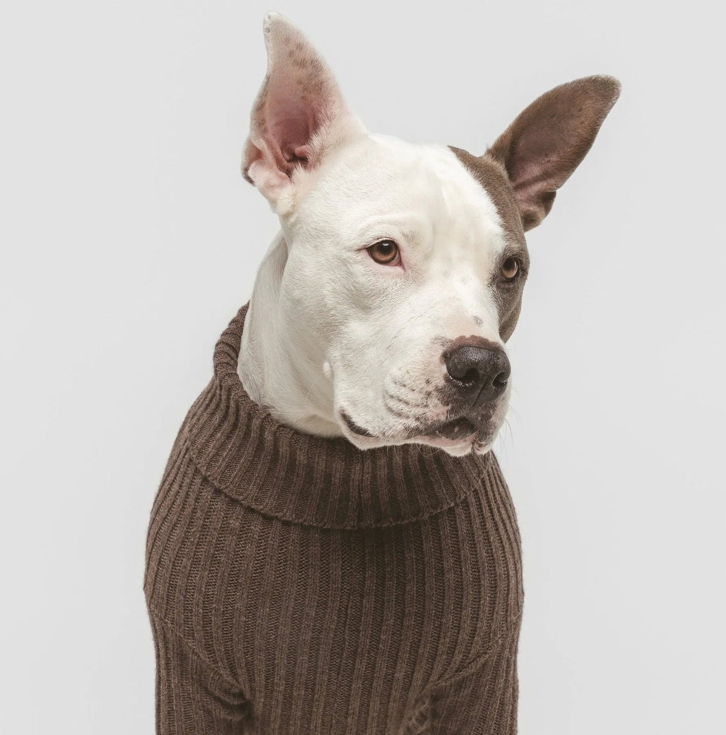 Coffee | Pull pour chien marron - Le baroudeur - Jean - Poil - XS