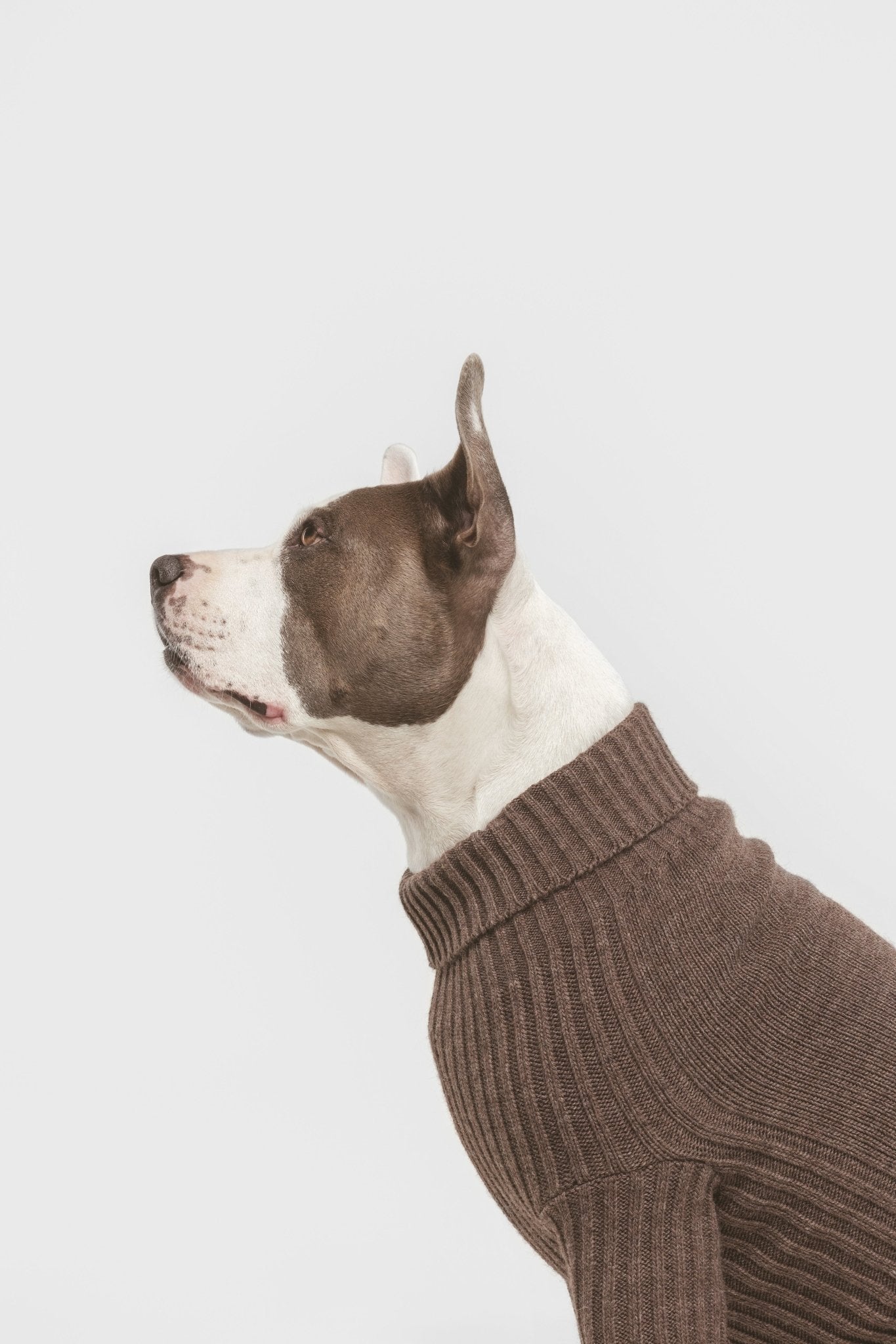 Coffee | Pull pour chien marron - Le baroudeur - Jean - Poil - XS
