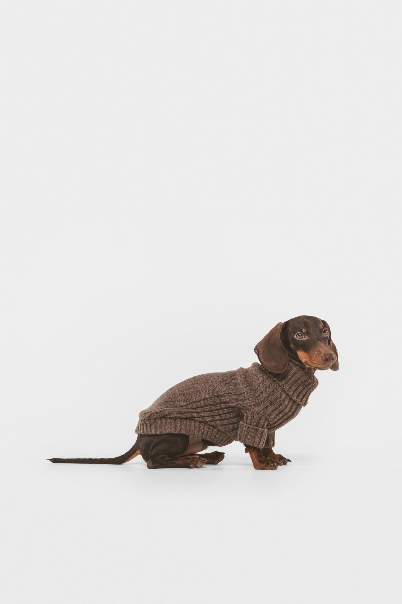 Coffee | Pull pour chien marron - Le baroudeur - Jean - Poil - XS