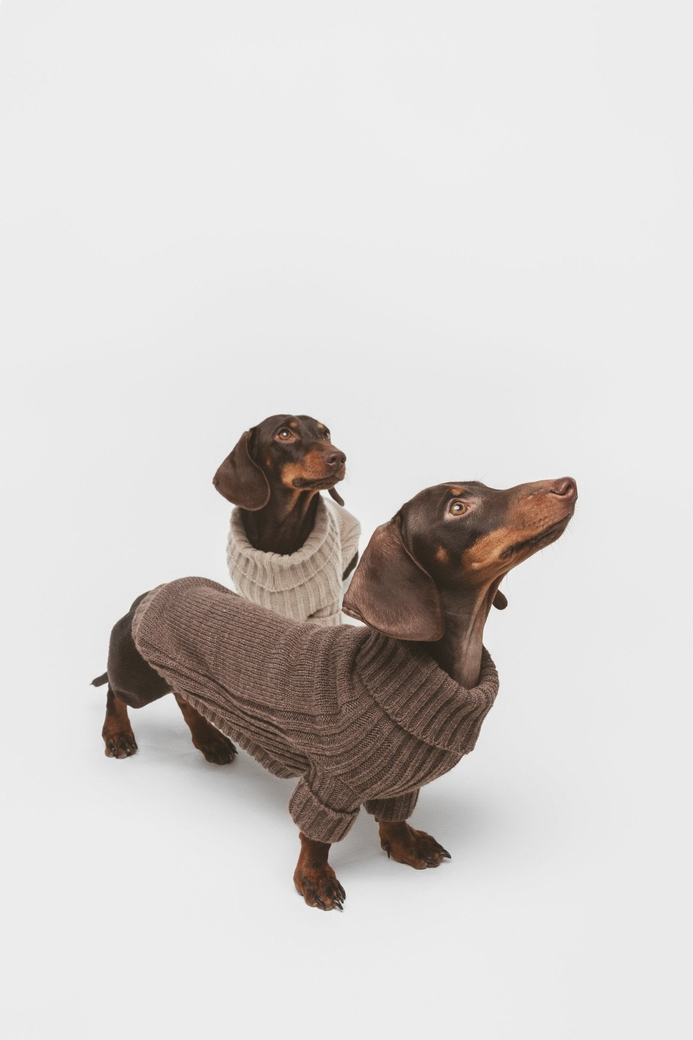 Coffee | Pull pour chien marron - Le baroudeur - Jean - Poil - XS