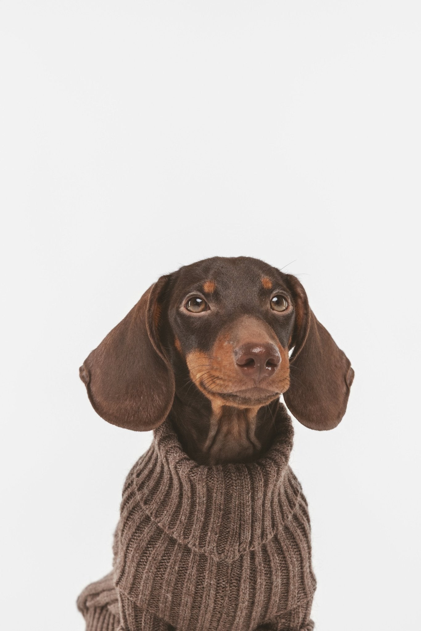 Coffee | Pull pour chien marron - Le baroudeur - Jean - Poil - XS