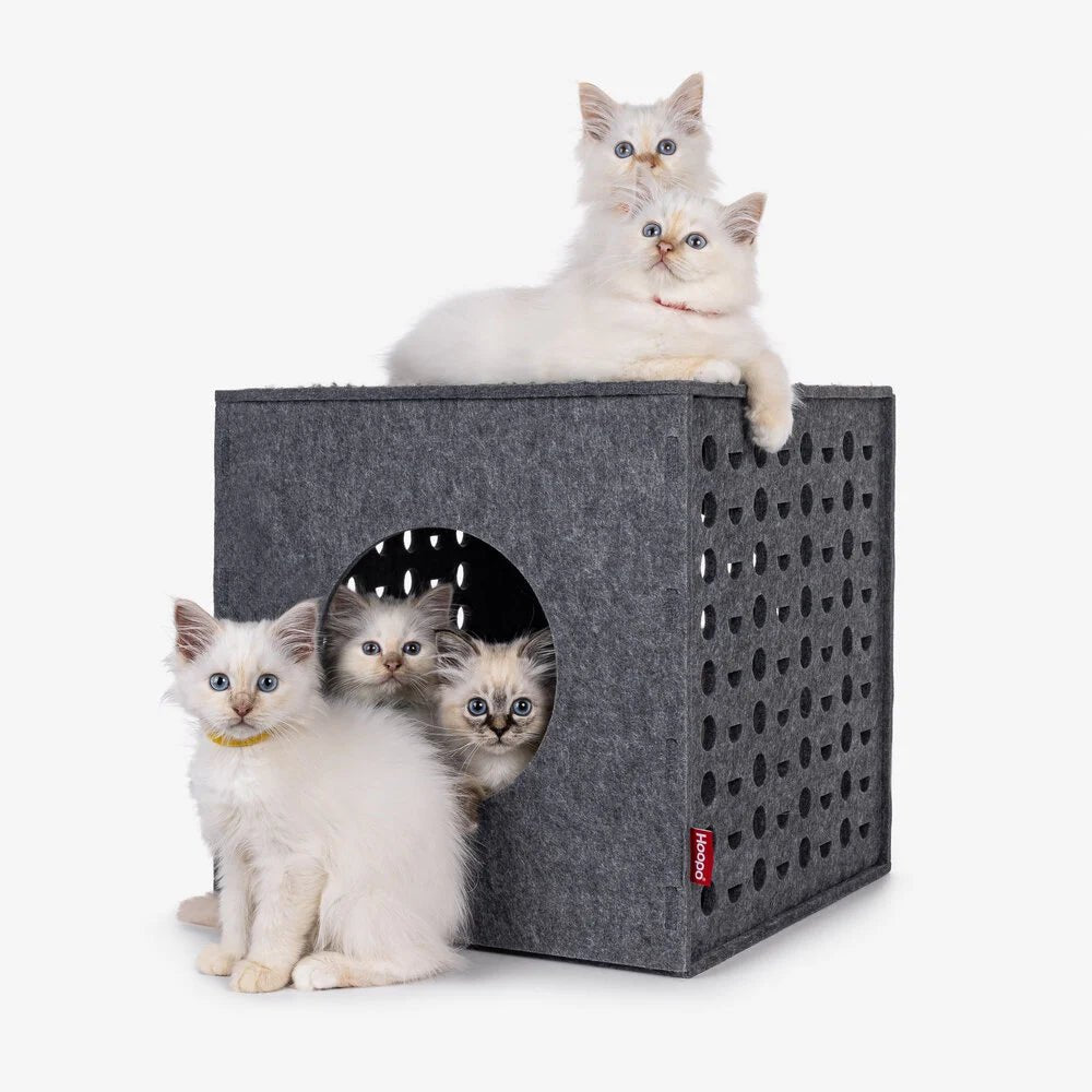 Cubo | Cube de jeu pour chat en feutre design - Jean - Poil - 
