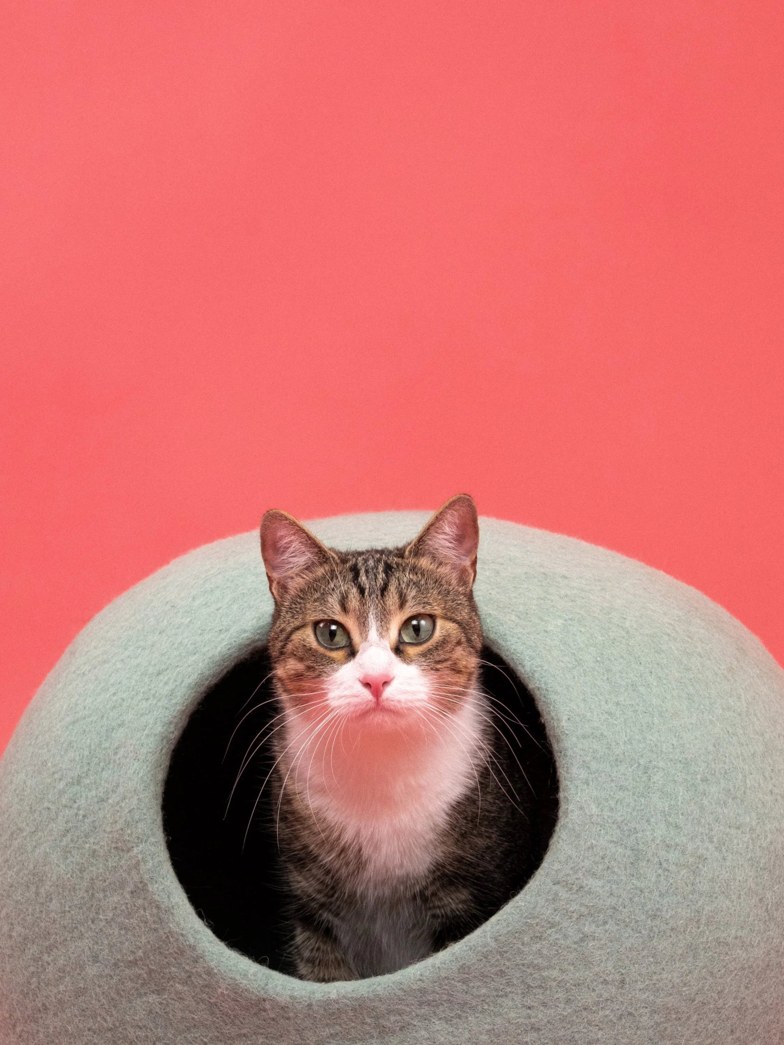 Fine | Grotte pour chat en feutre de laine naturelle - Vert sauge - Jean - Poil - 