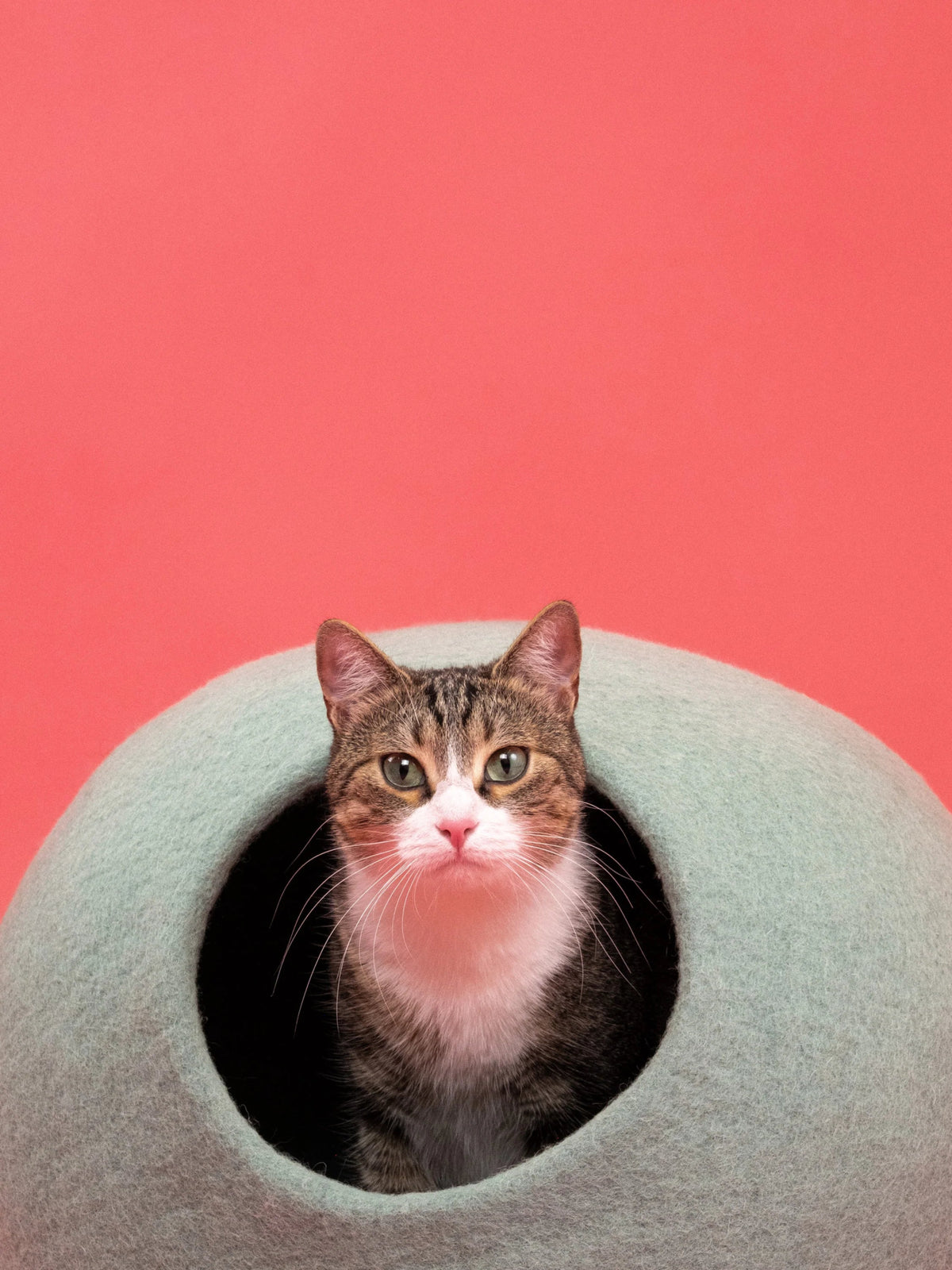 Fine | Grotte pour chat en feutre de laine naturelle - Vert sauge - Jean - Poil - 