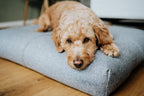 Finno | Coussin design pour chien déhoussable - Jean - Poil - Beige