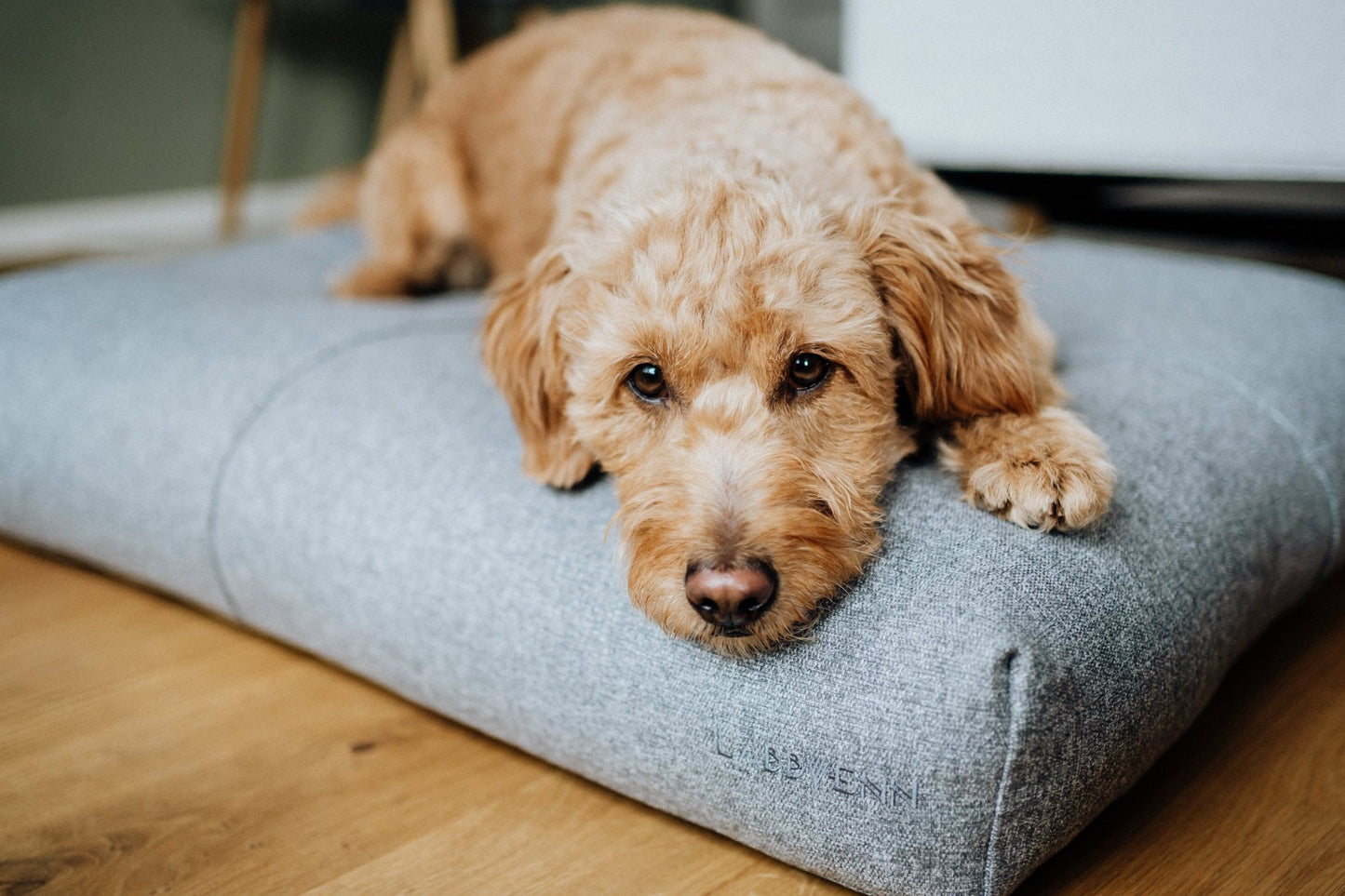 Finno | Coussin design pour chien déhoussable - Jean - Poil - Beige