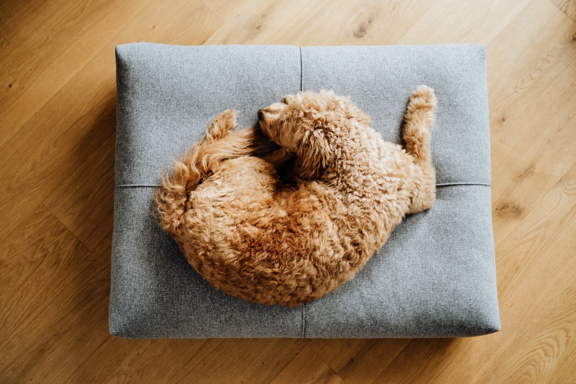 Finno | Coussin design pour chien déhoussable - Jean - Poil - Beige