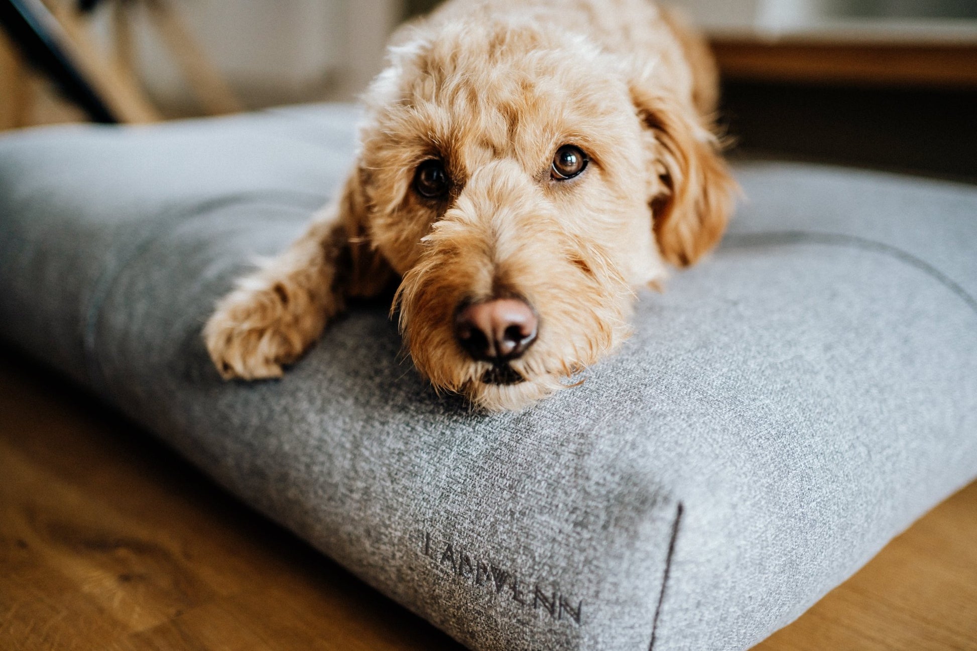 Finno | Coussin design pour chien déhoussable - Jean - Poil - Beige