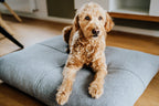 Finno | Coussin design pour chien déhoussable - Jean - Poil - Beige