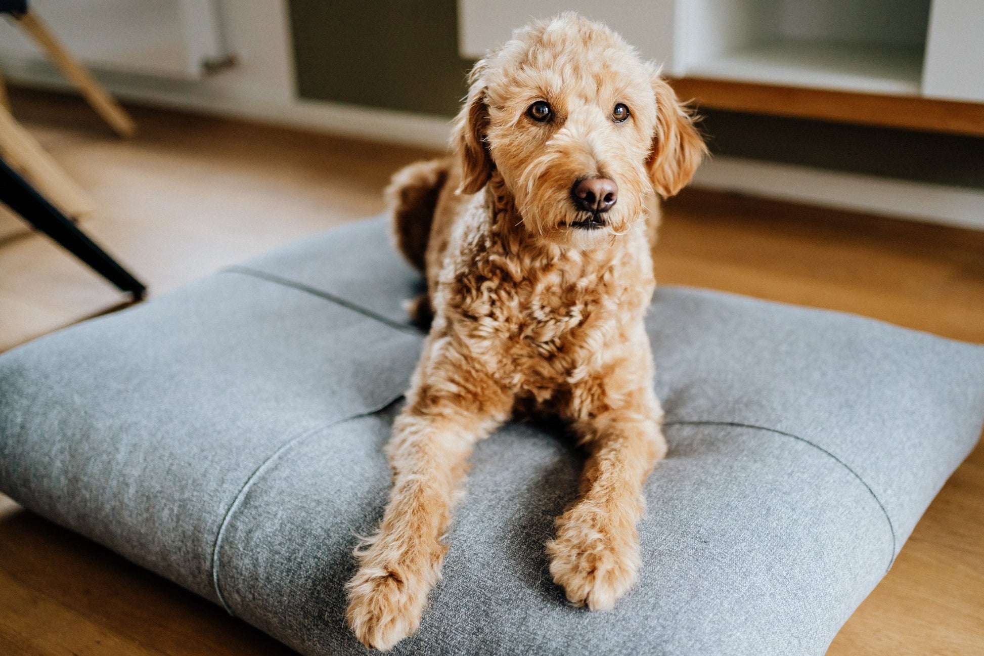 Finno | Coussin design pour chien déhoussable - Jean - Poil - Beige