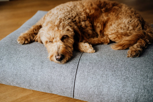 Finno | Coussin design pour chien déhoussable - Jean - Poil - Beige
