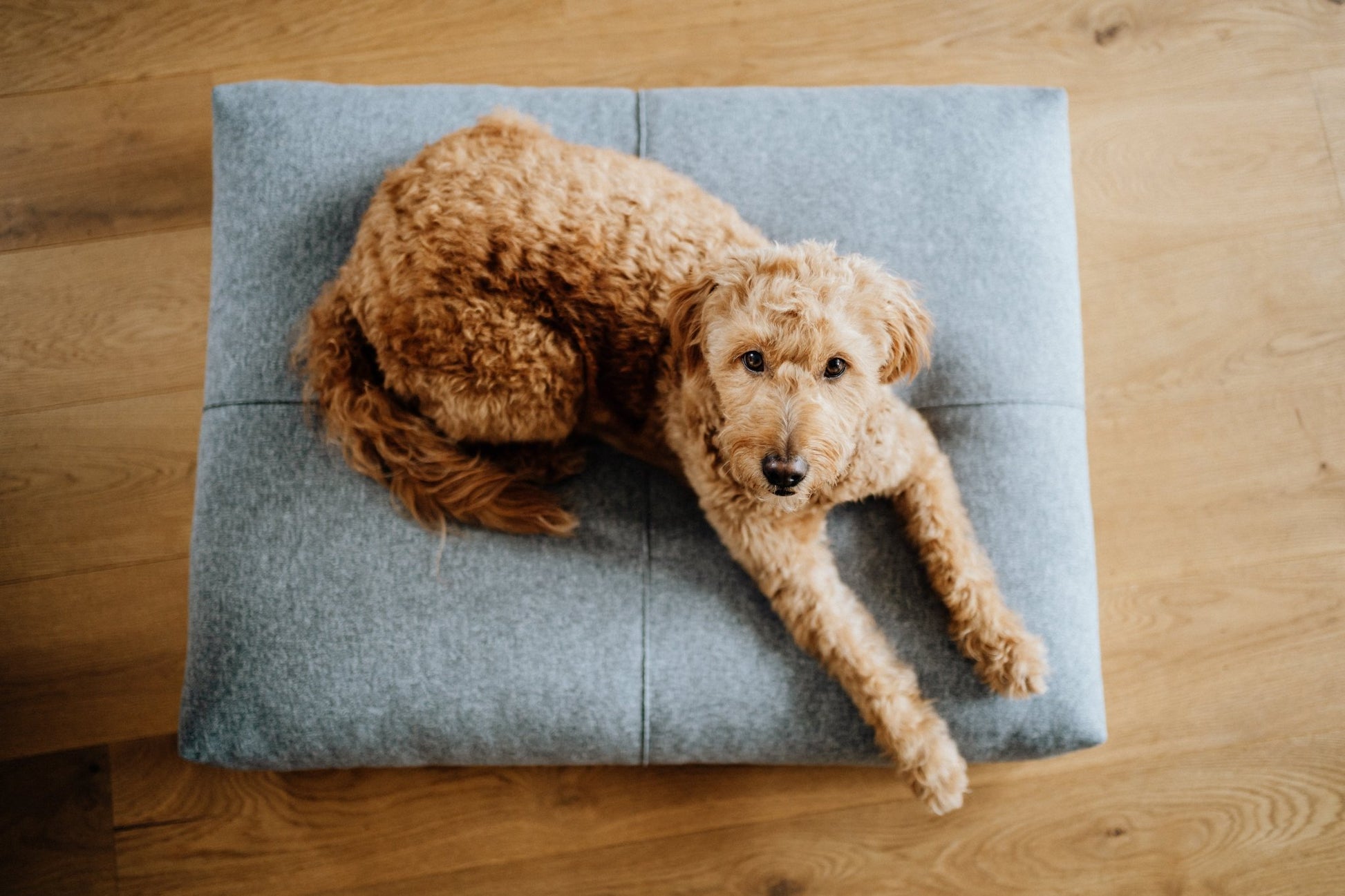 Finno | Coussin design pour chien déhoussable - Jean - Poil - Beige