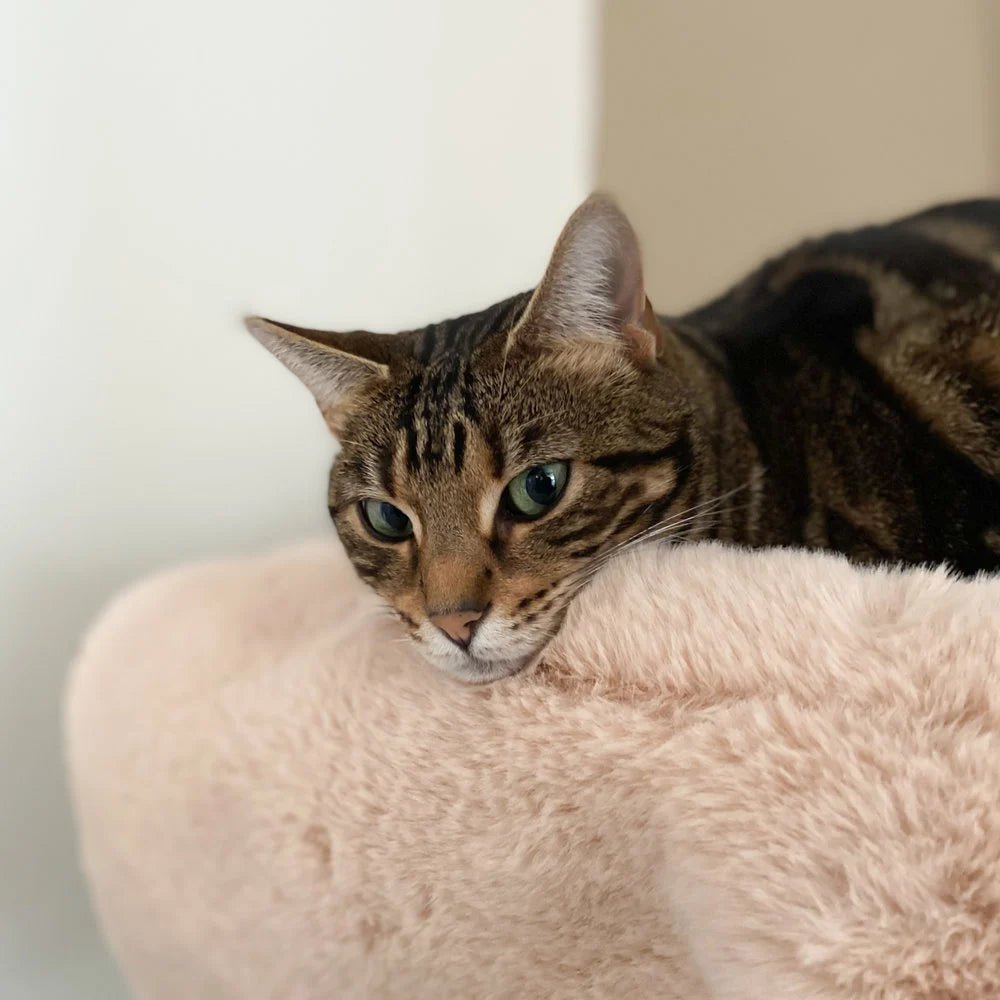 Flip | Lit modulable pour chat réversible - Jean - Poil - Gris clair