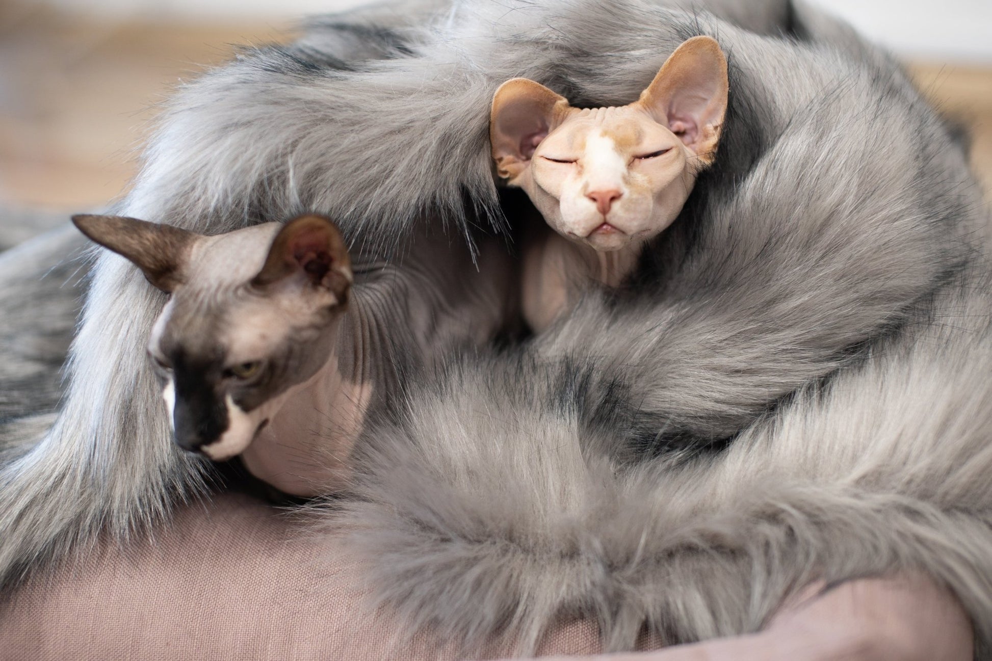 Föra | Couverture blanche, double face douce et chaude pour chat - Jean - Poil - Blanc