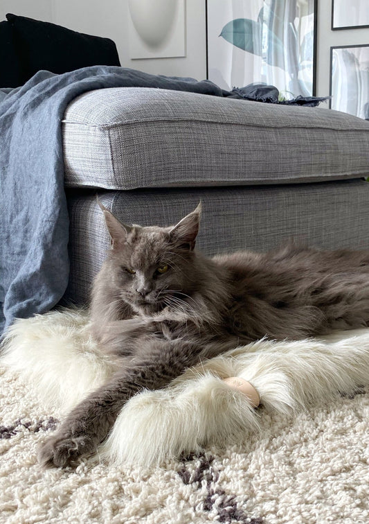 Föra | Couverture blanche, double face douce et chaude pour chat - Jean - Poil - Blanc