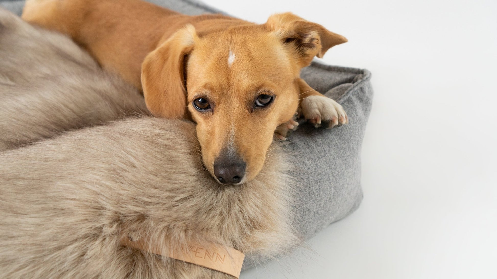 Föra | Couverture greige double face douce et chaude pour chien - Jean - Poil - Greige